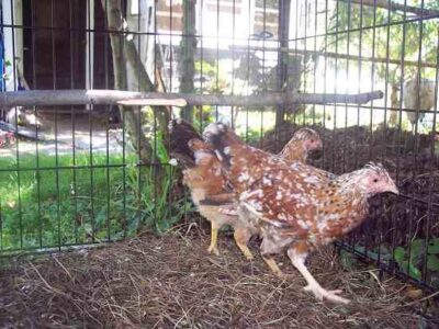 Swedish Flower Hen Image